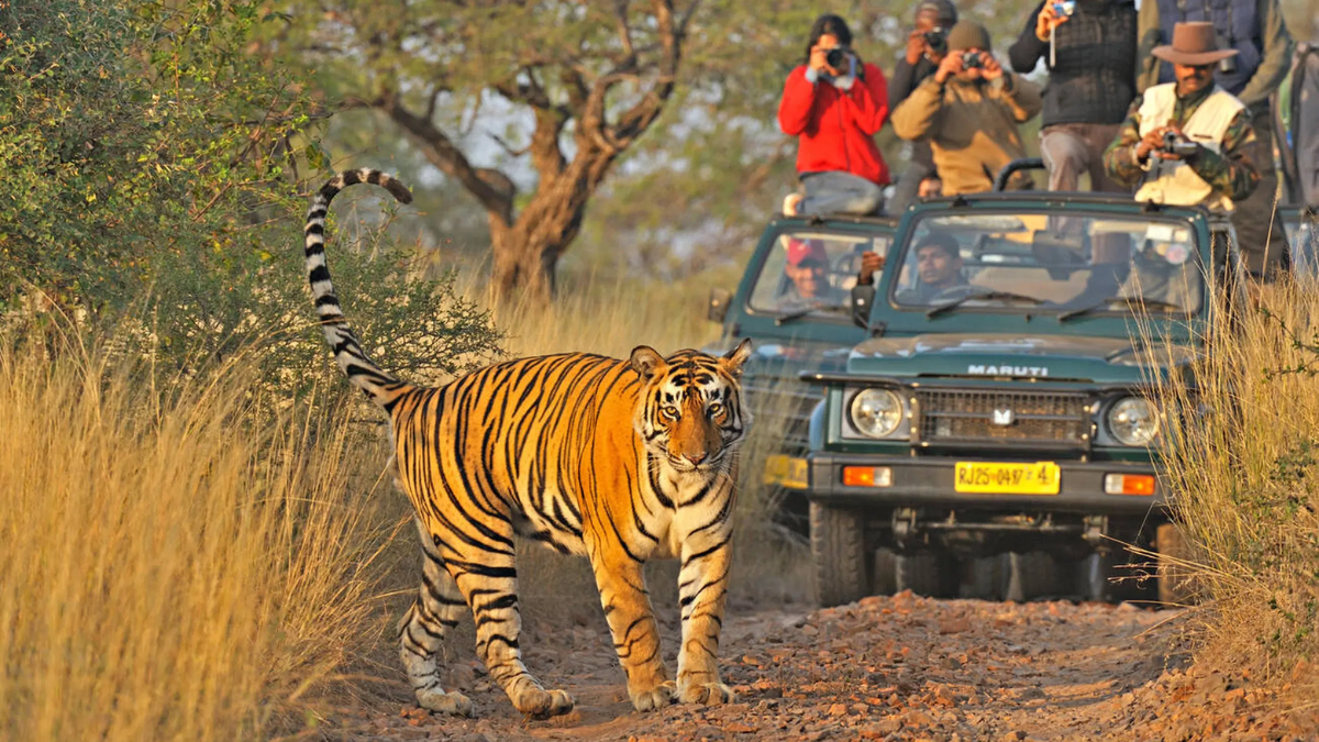Ranthambore Tiger Safari Package